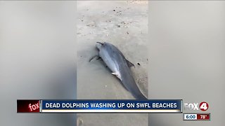 Several dead dolphins wash up on Naples beaches