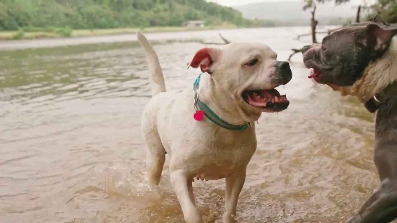 Splash,GEEZER JOHNSON REPORTS