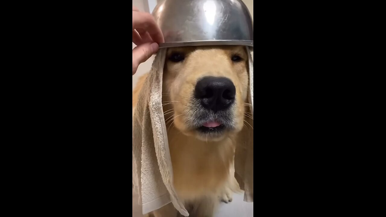 Funny warrior dog🥷🏻