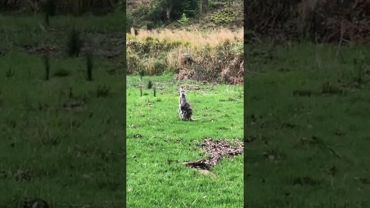 Wallaby with joey