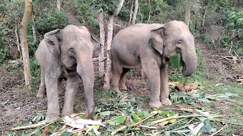 Two Strong elephants hard work