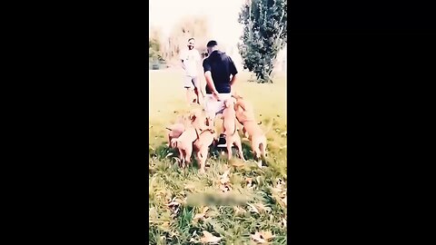 🥀Funny Animals 🥀