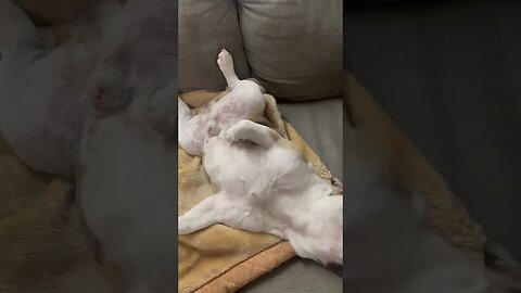 is this normal? 🤔 #englishbulldog