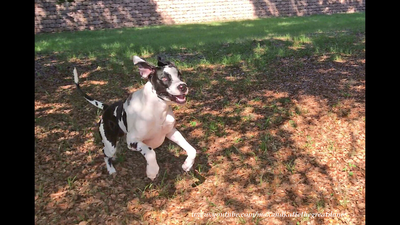 Funny Great Dane Loves To Leap At Tree Branches