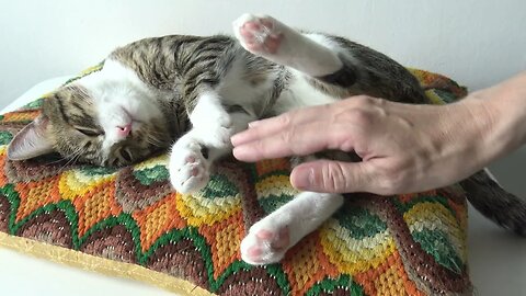 Fluffy Cat Sleeps on His Favorite Pillow