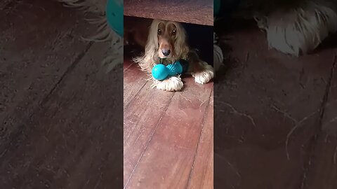 #dogshow , #animals , #dogs , #shorts