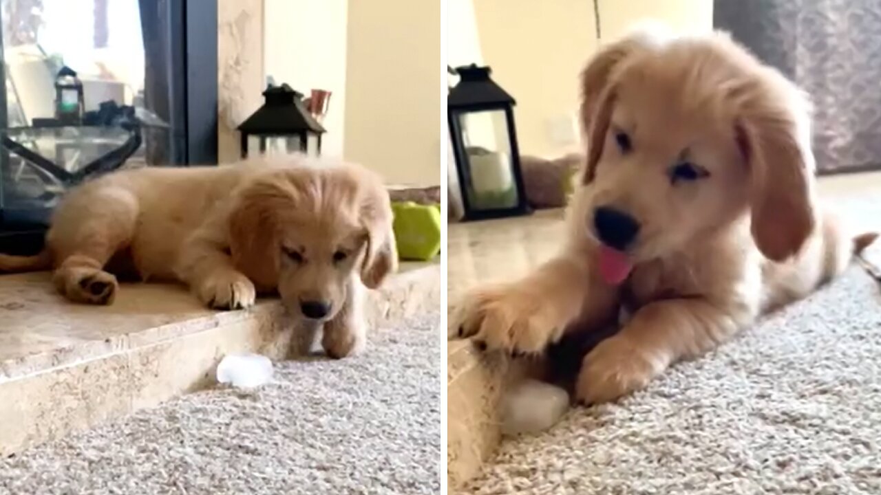 Golden Retriever Puppy Loves Playing With Ice Cube