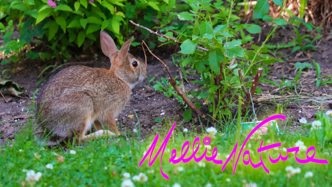 Backyard 🐇bunny🐇 visits my garden:)