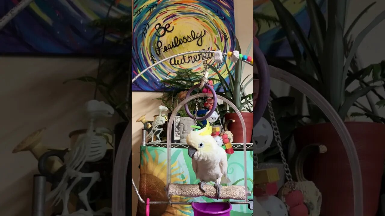 Peaches says Be Fearlessly Authentic ! #shorts #cutepets #parrot #funnyanimals #fyp