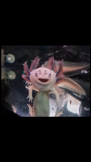 My daughter's feeding her axolotl