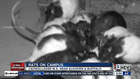 Rats in Las Vegas middle school