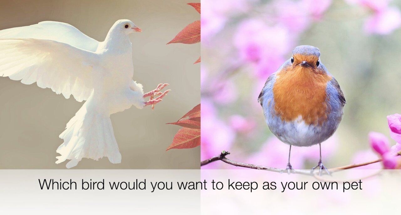 Which bird would you want to keep as your own pet