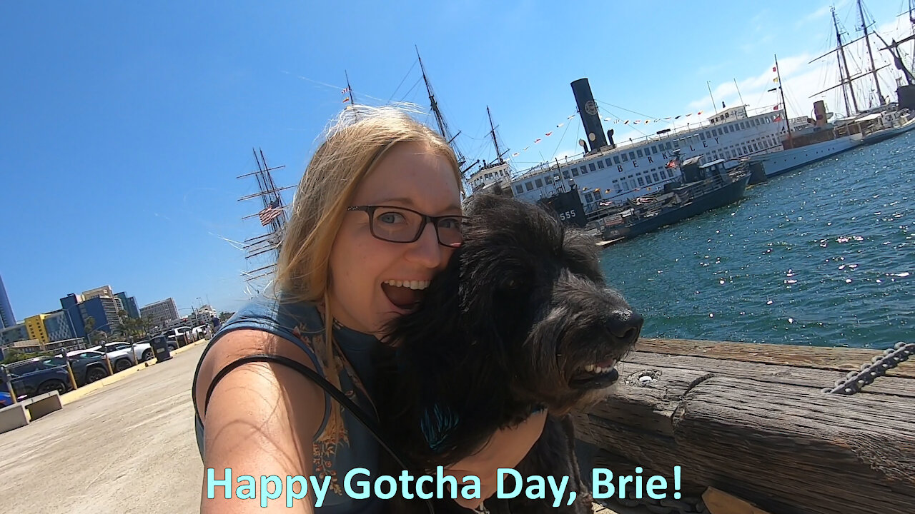 Brie's Gotcha Day 2020