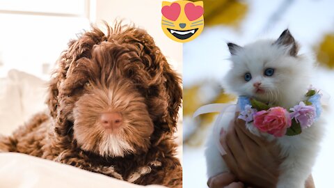 OMG So Cute ❤️ Funny Cats and Dogs