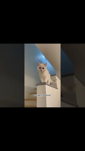 Funny Cats Videos 2022 | Best Of 2022 Funny Cats Video | By | PersianCatsZone 😸