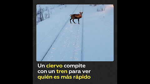 Un ciervo echa una carrera con un tren en Rusia, ¿cómo acabará?