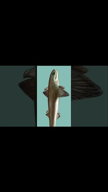 Daily Dose Of Fact #shorts Sharks Older Than Trees