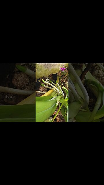 💥 My Orchid KRYPTONITE! AMAZING Orchid Roots in ACTIVE GROWTH #ninjaorchids #orchids #shorts #roots