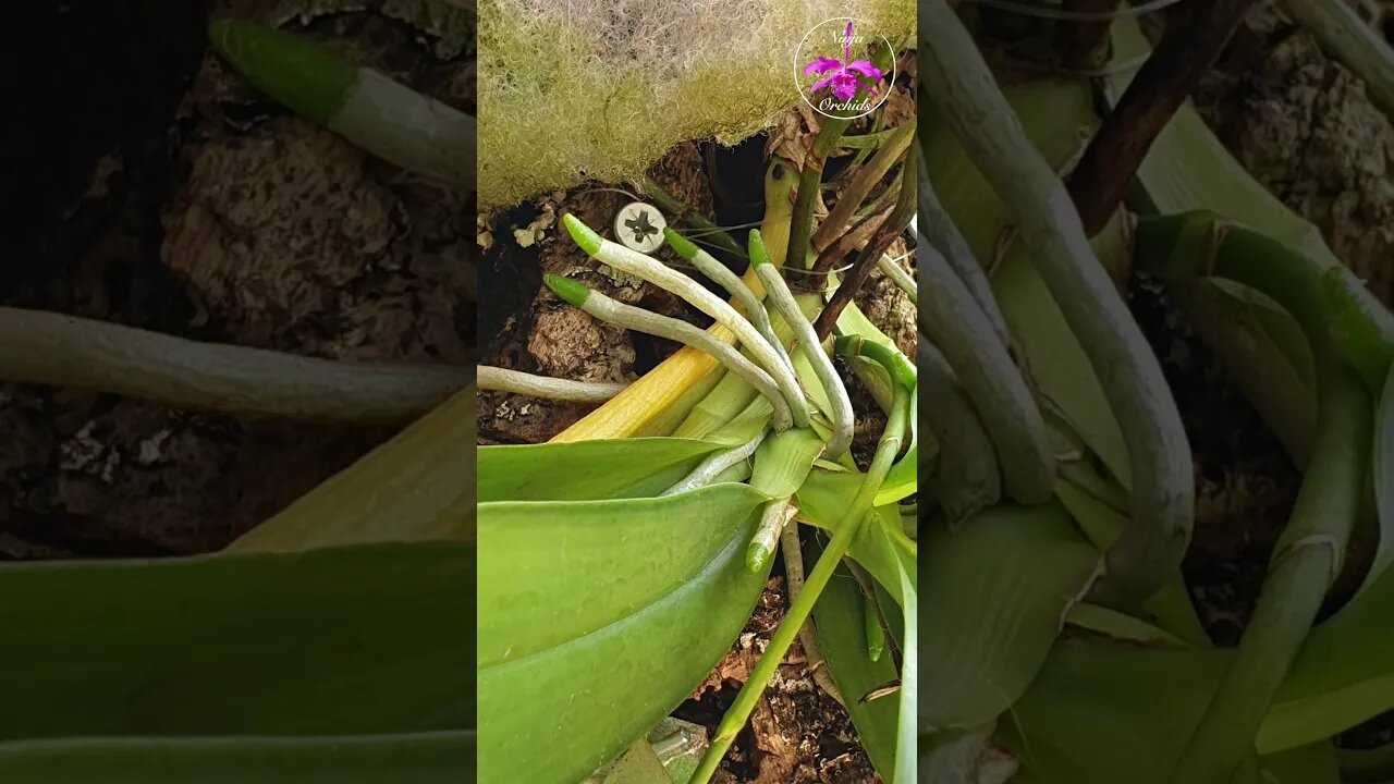 💥 My Orchid KRYPTONITE! AMAZING Orchid Roots in ACTIVE GROWTH #ninjaorchids #orchids #shorts #roots