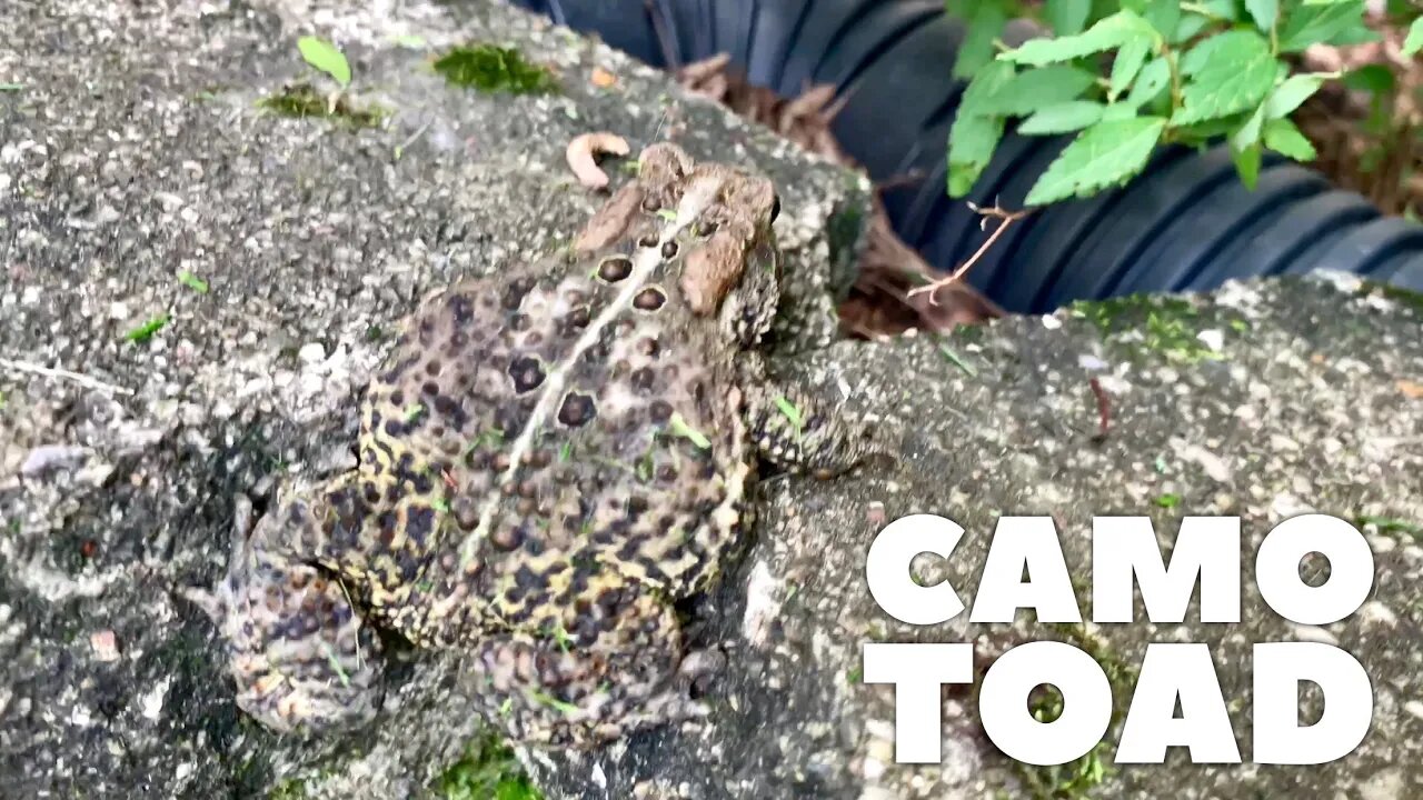 A Camouflaged Toad