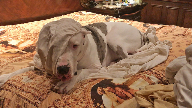 Goofy Great Dane Has To Get Pushed Out Of Bed