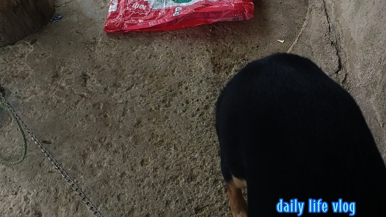 The dog is still more naughty | daily life vlog