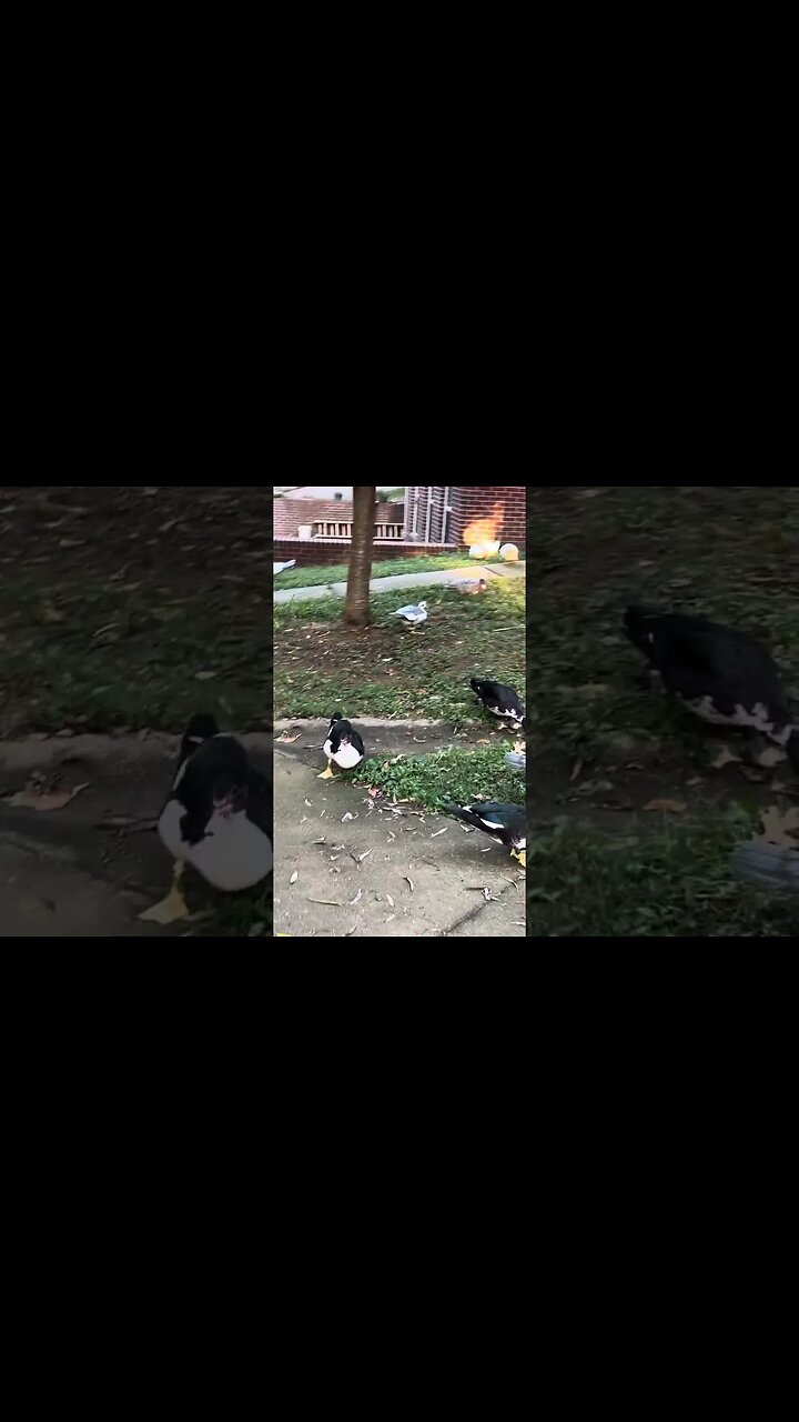 Curious chickens, goats and ducks come to see if I have any food! Plus baby ducks at the end! 🐔🐐🦆