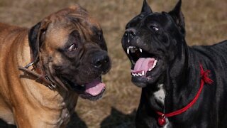 10 Things Only Cane Corso Dog Owners Under - DOG TRAINING & TIPS!!