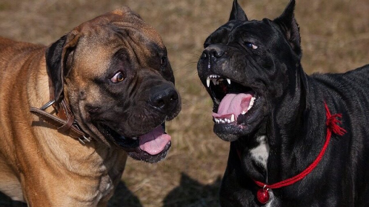 10 Things Only Cane Corso Dog Owners Under - DOG TRAINING & TIPS!!