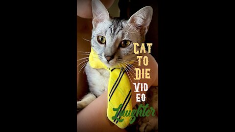 Try Not To Laugh Cat To Die Video Laughter#1