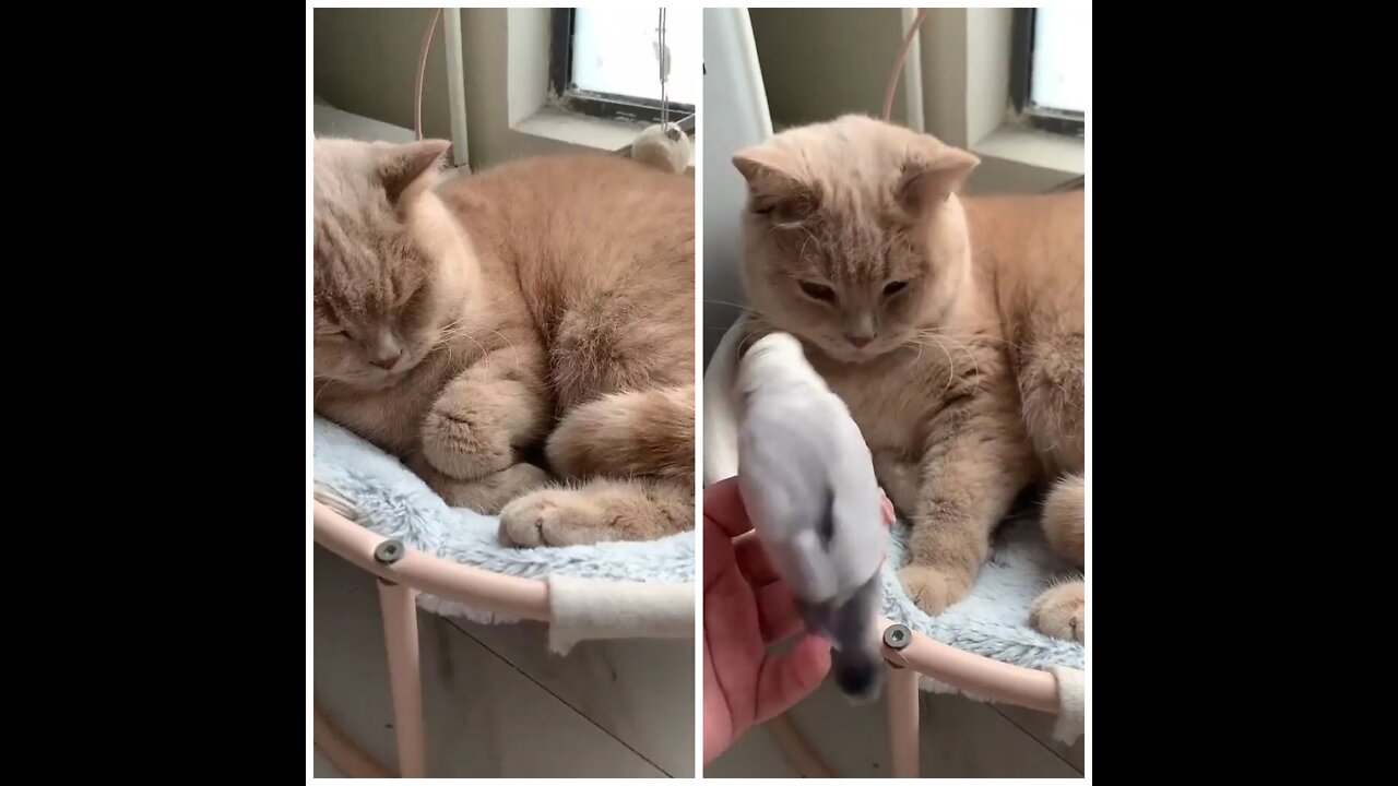 Cat shocked 🙀