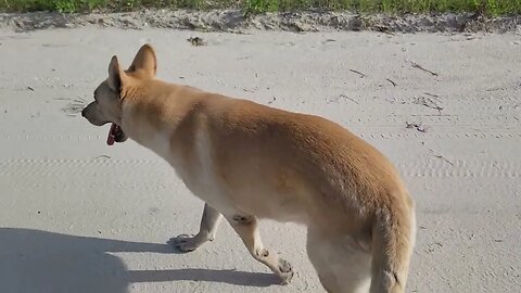 German shepherd's walking