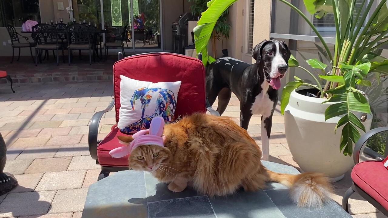 Funny Bunny Cat & Great Dane Thank Their Fairy Godmother