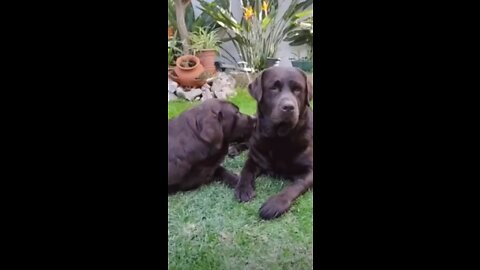 Chocolate Labrador can’t stop kissing his bestfriend