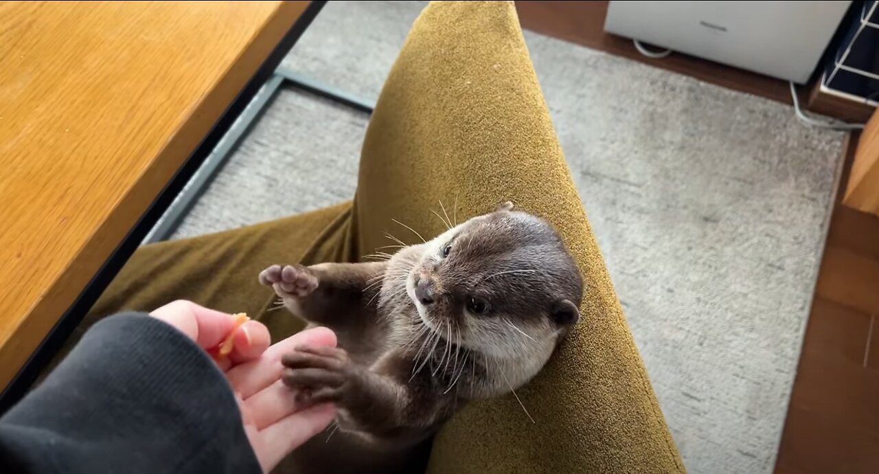 Otter Gets His Revenge For a Stolen Meal
