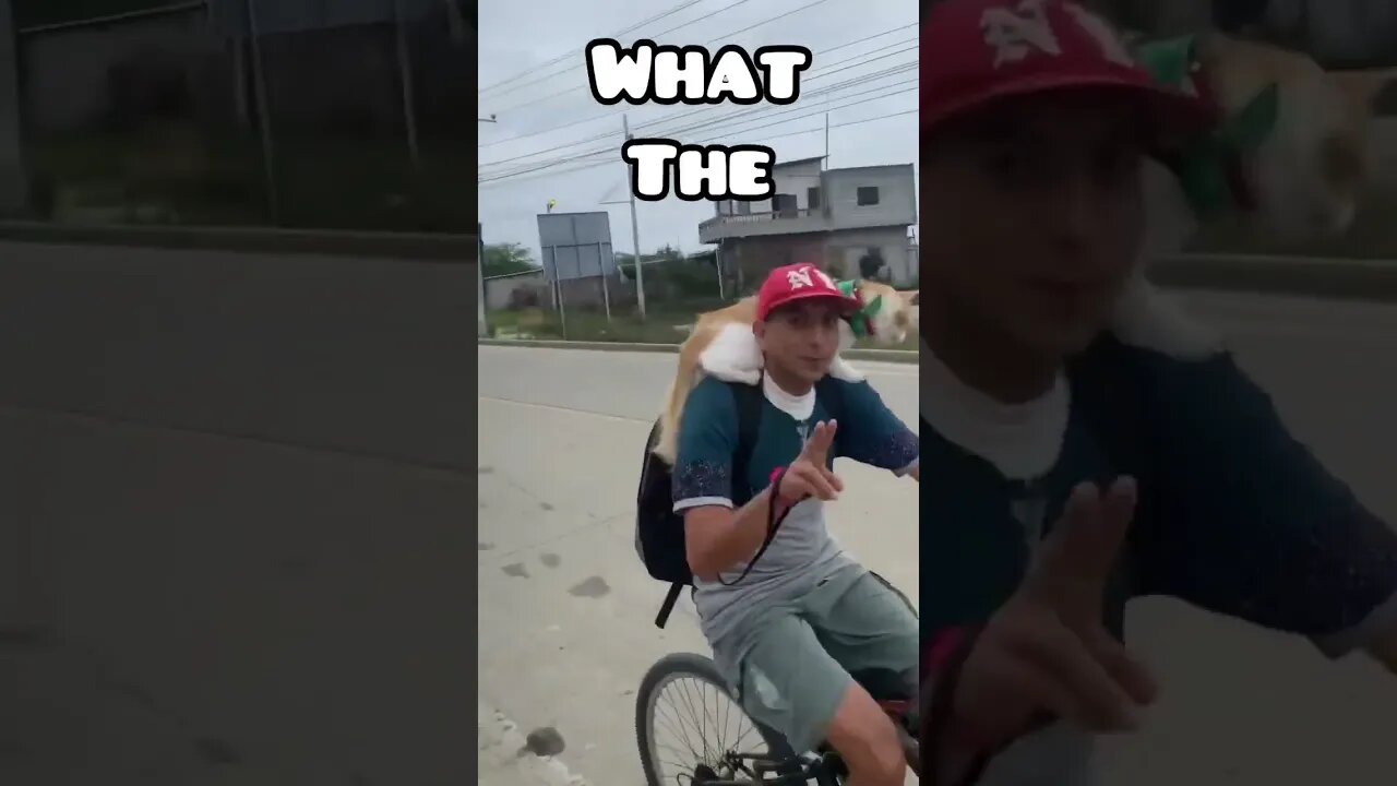 What the f #cats #catsoftiktok #cats #cool #cooltricks #ecuador #ecuadortravel #biking #whatthehell