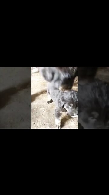 Dog corrects pup's behaviour towards the owner