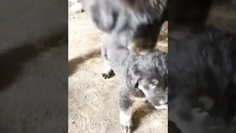 Dog corrects pup's behaviour towards the owner