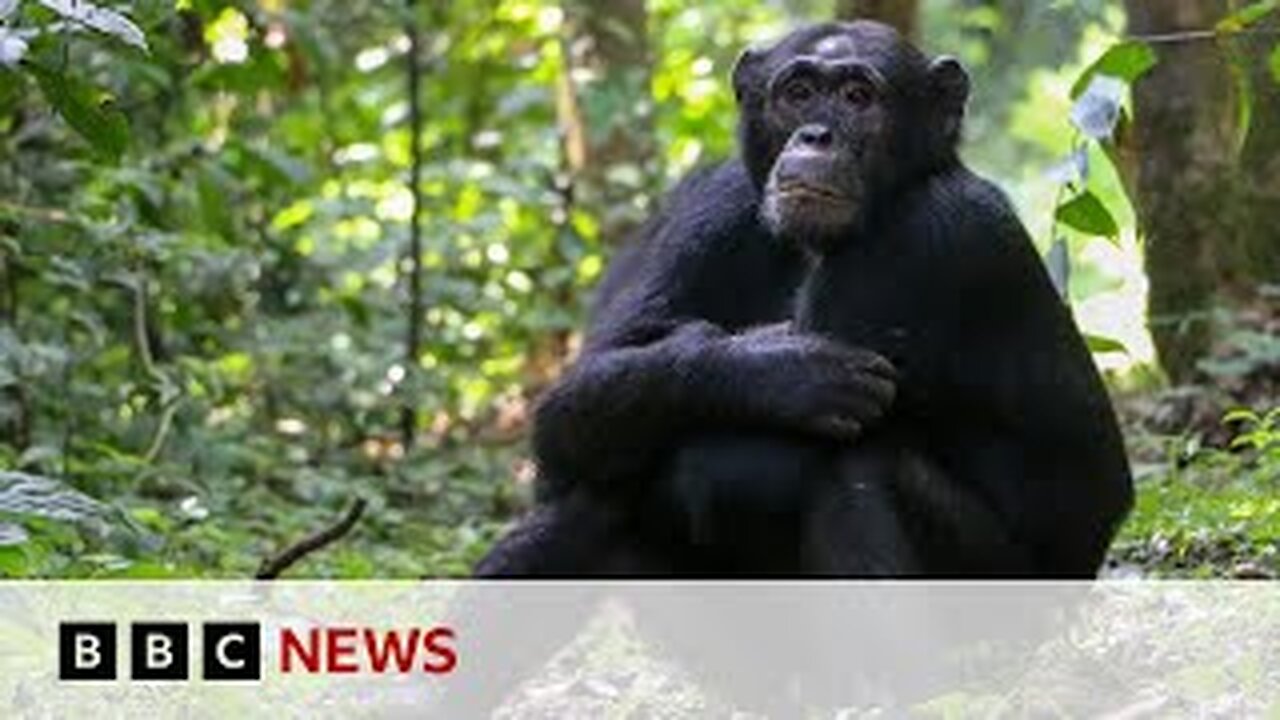 Chimpanzees 'self-medicate' with healingplants | BBC News