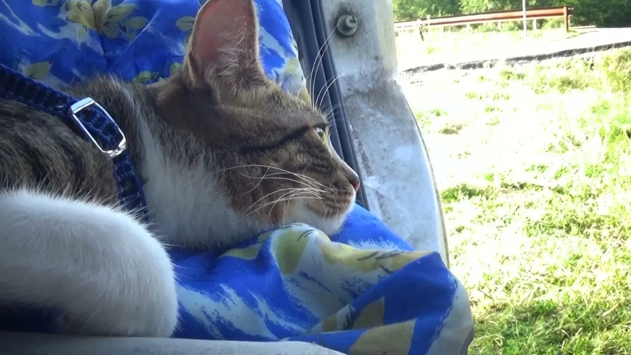 Little Cat Watches the Tourists