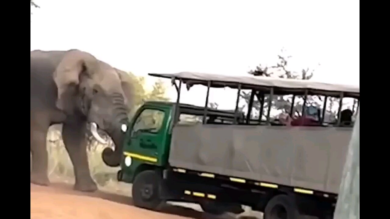 The elephant complete furious🦣trending video