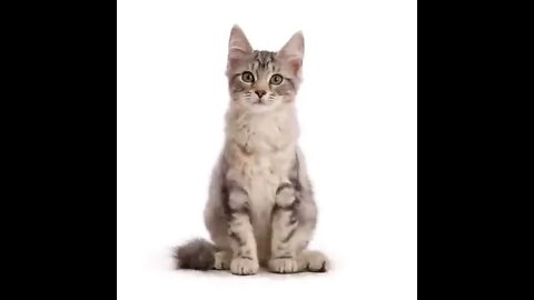 Kitten to Cat super fast time lapse #cat #status #video #short #shorts #shortvideo