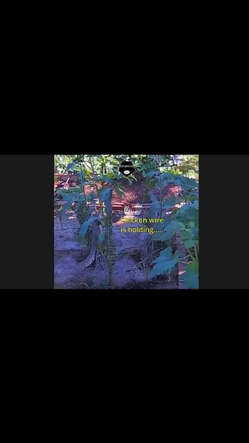 You Dirty Squirrel - 14Jul2022