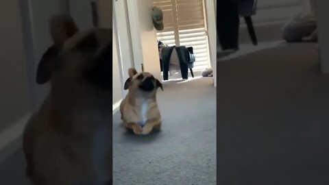 Cute dog#shorts