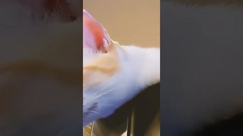 #shortscatsvideos #shorts cats videos#shortspetsvideos #shortspetsvideos #shortsanimalsvideos