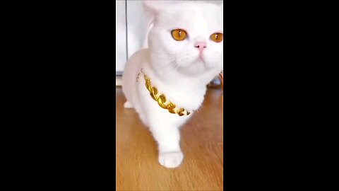 wow such a cute 🐈......