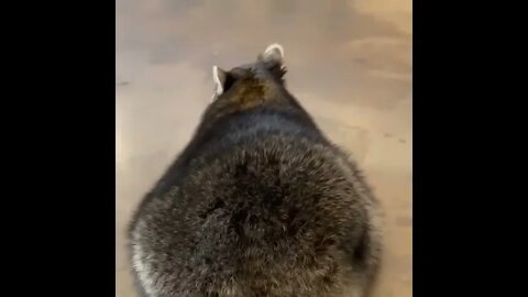 Rub Me!