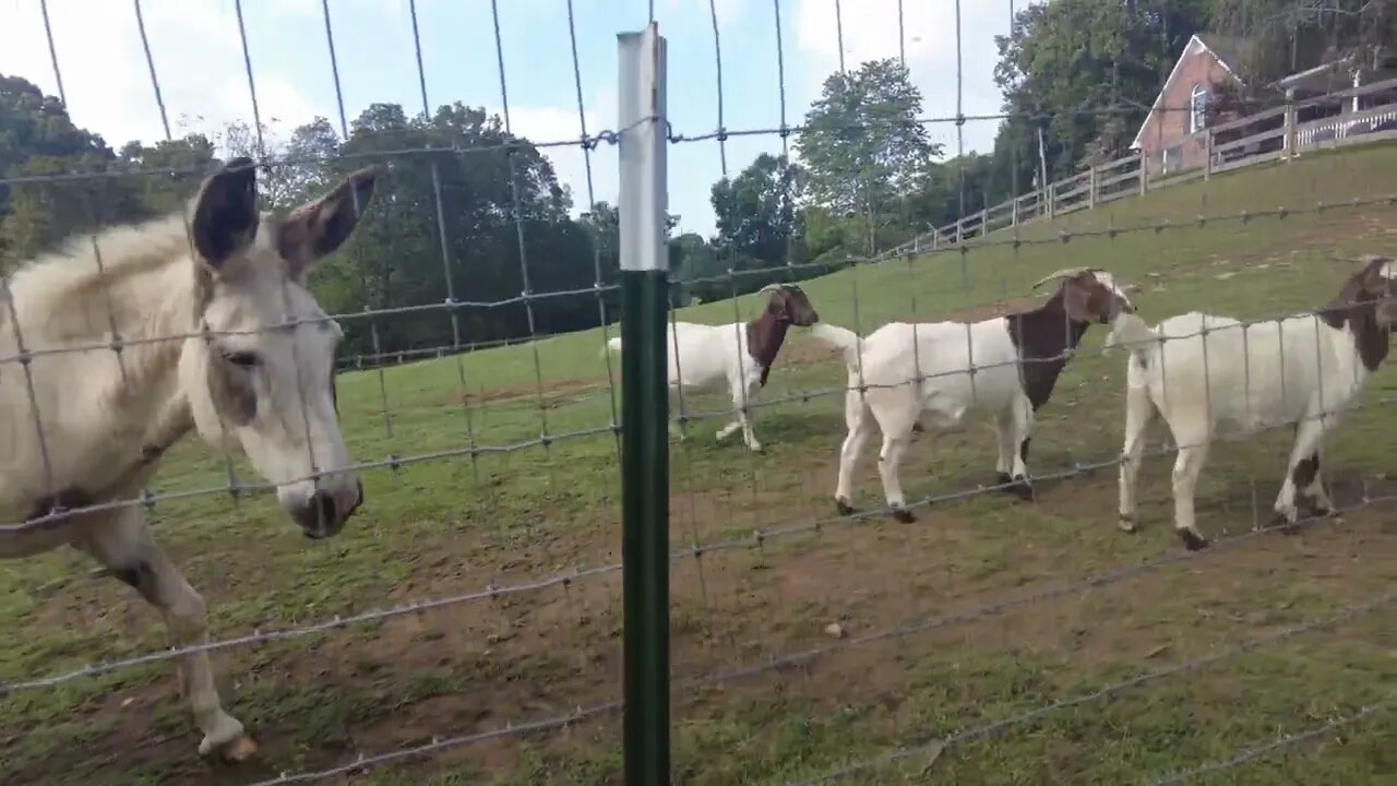 Mowing a Pasture with a Cub Cadet Zero-Turn Tennessee Holler with Donkeys and Goats (4K HD ASMR)