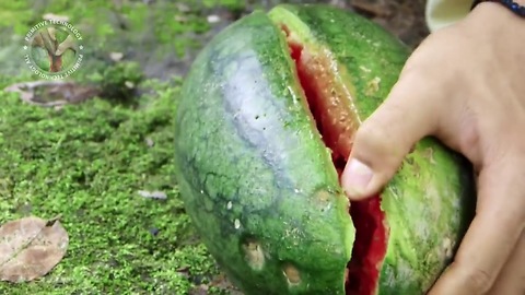 Primitive Times: Watermelon - How to cut watermelon with rock