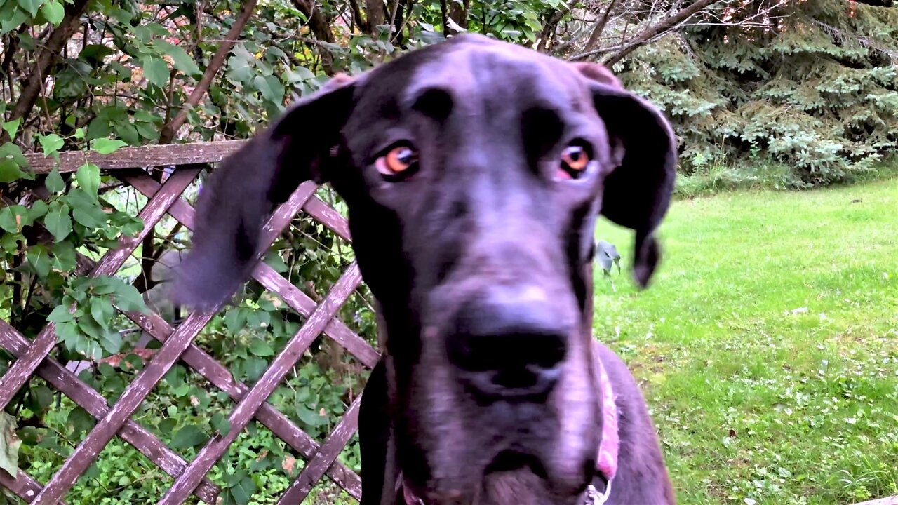 Great Dane Puppy Adorably Begs For Strawberry Treats